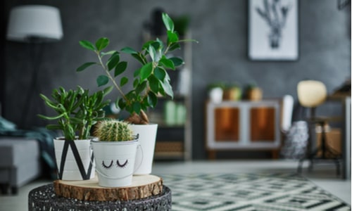 Is Your Home Healthy? 8 Ways To Make Sure plants